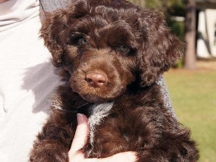 Portuguese Water Dog Puppies Born 3/18, Available May 2026 breeder image 4