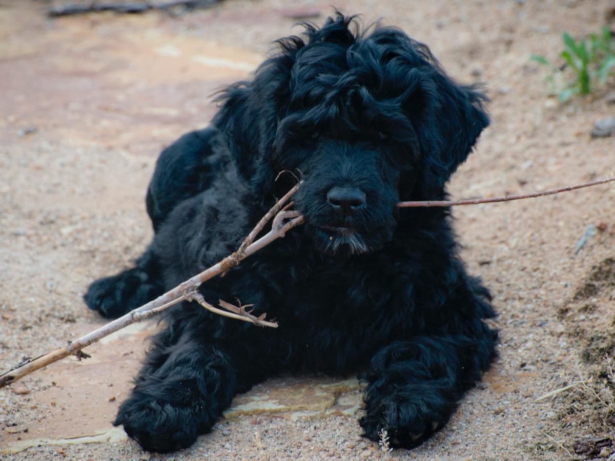 Portuguese Water Dog Puppies Born 3/18, Available May 2026 breeder image 2