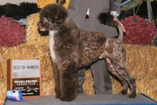 Portuguese Water Dog Puppies Born 3/18, Available May 2026 breeder image 8