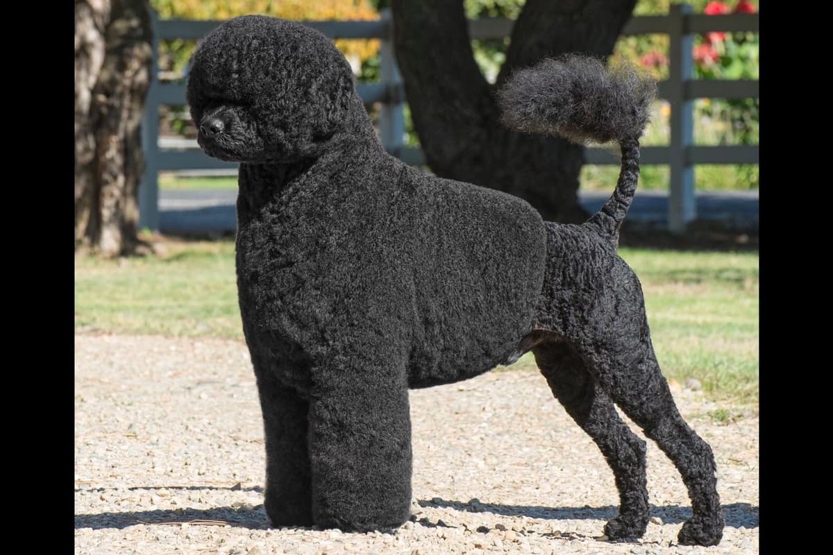 Portuguese Water Dog Puppies Born 3/18, Available May 2026 breeder image 9