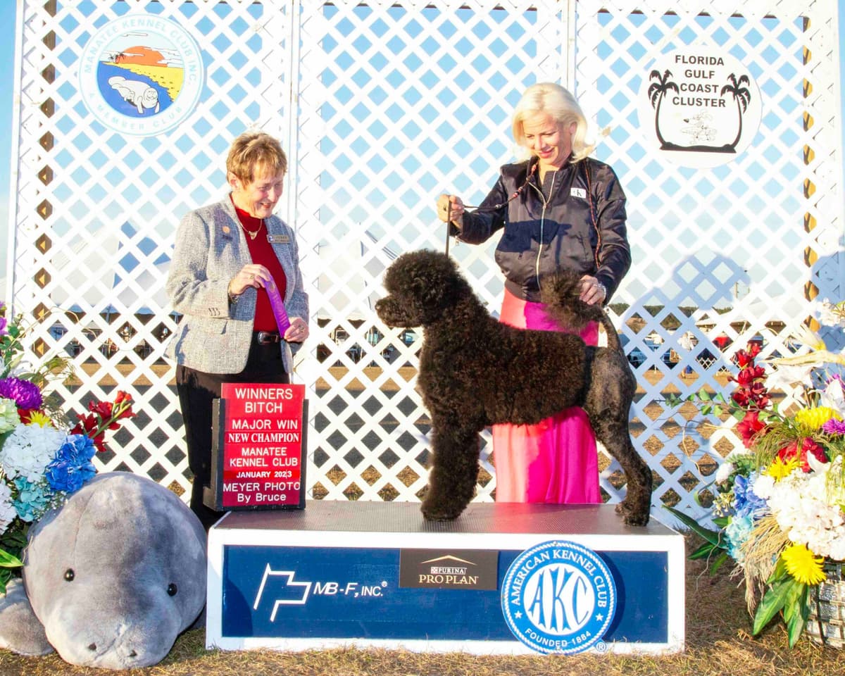 Portuguese Water Dog Puppies Born 3/18, Available May 2026 breeder image 10