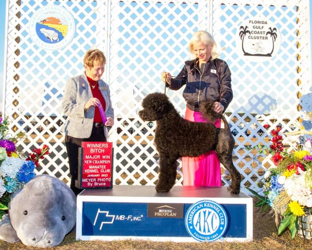Portuguese Water Dog Puppies Born 3/18, Available May 2026 media 2