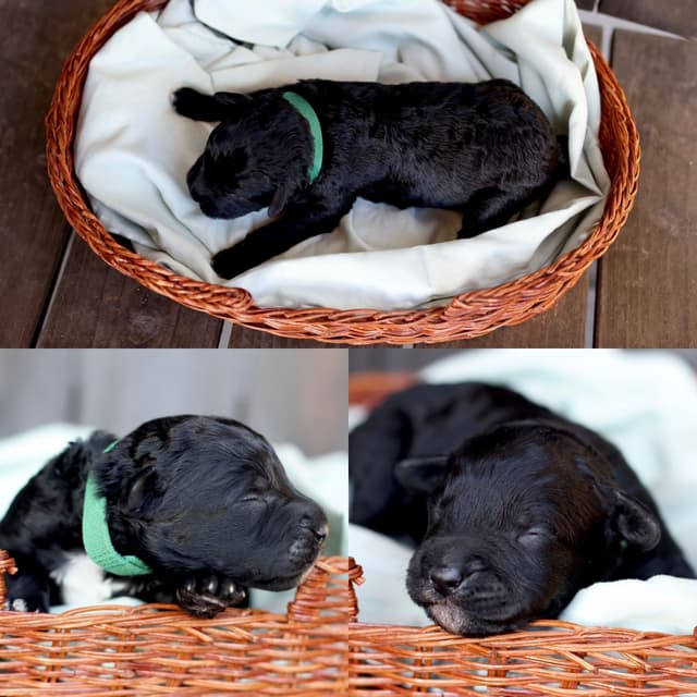 Portuguese Water Dog Puppies Born 3/18, Available May 2026 media 4
