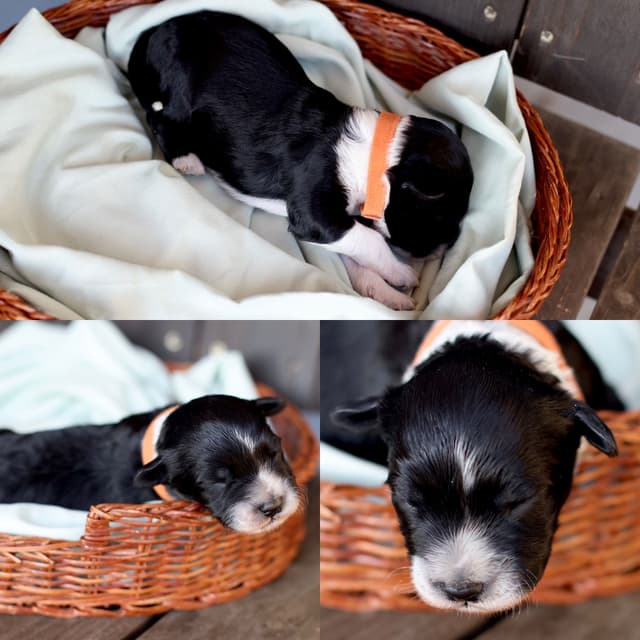 Portuguese Water Dog Puppies Born 3/18, Available May 2026 media 5