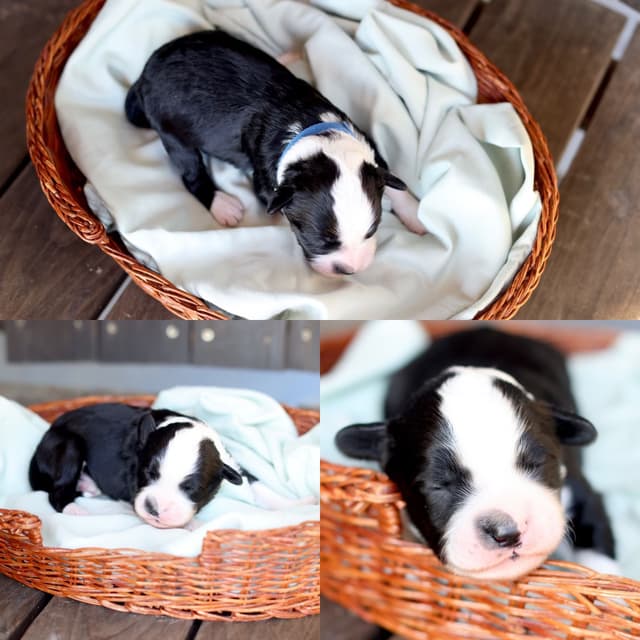 Portuguese Water Dog Puppies Born 3/18, Available May 2026 media 6