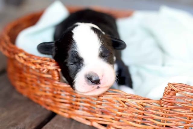 Portuguese Water Dog Puppies Born 3/18, Available May 2026 media 7