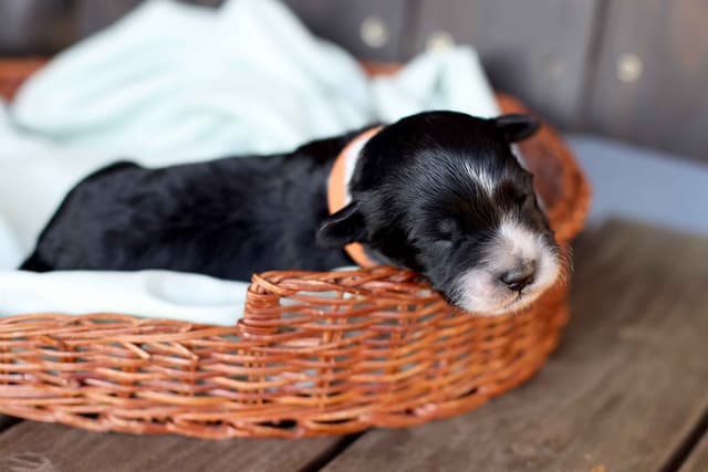 Portuguese Water Dog Puppies Born 3/18, Available May 2026 media 8