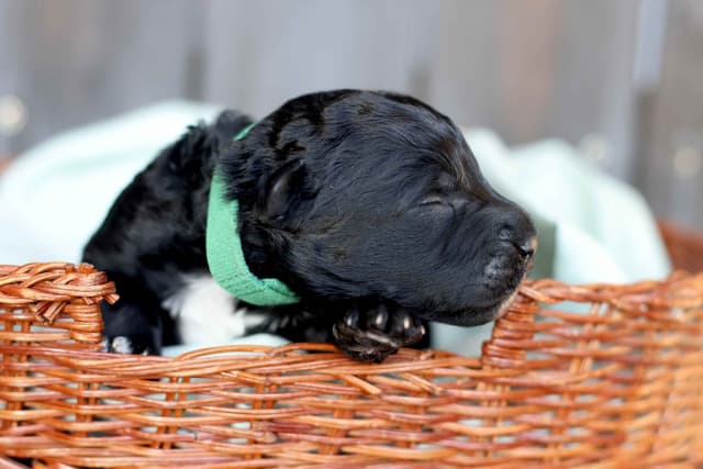 Portuguese Water Dog Puppies Born 3/18, Available May 2026 media 9