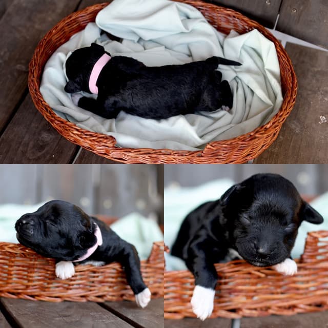 Portuguese Water Dog Puppies Born 3/18, Available May 2026 media 12