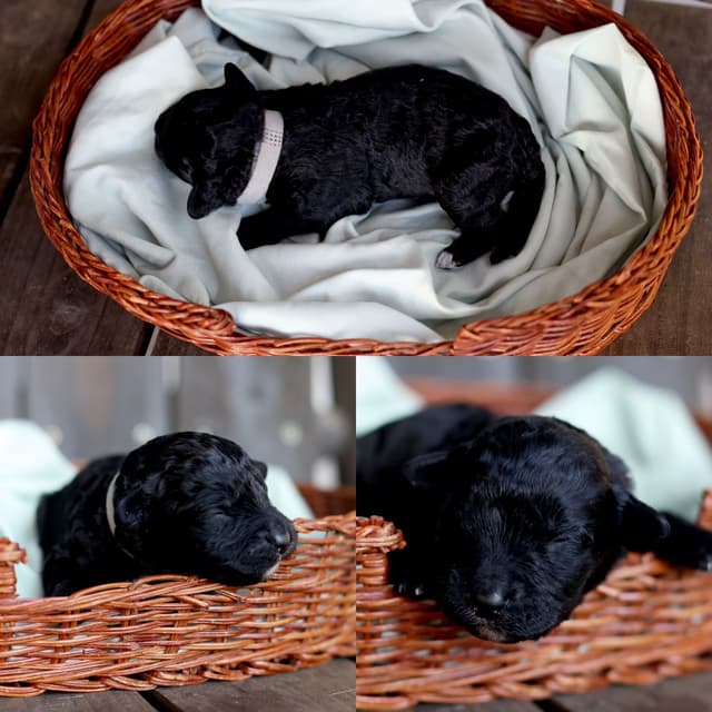 Portuguese Water Dog Puppies Born 3/18, Available May 2026 media 13
