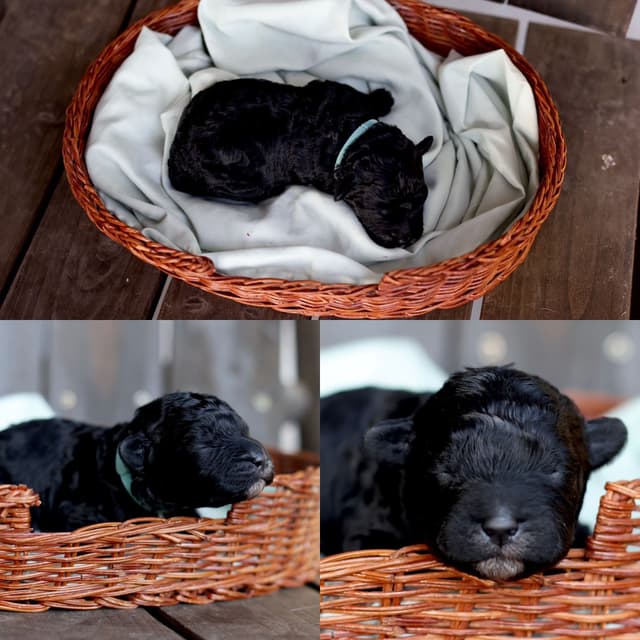 Portuguese Water Dog Puppies Born 3/18, Available May 2026 media 14