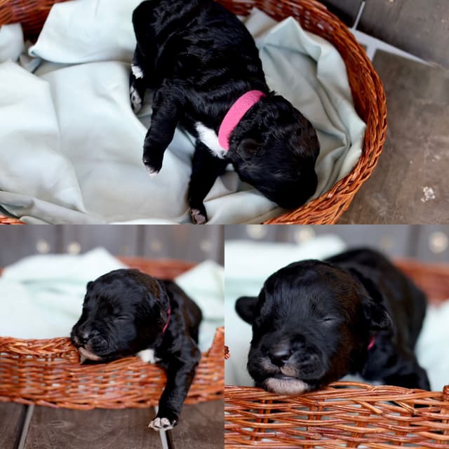 Portuguese Water Dog Puppies Born 3/18, Available May 2026 media 16