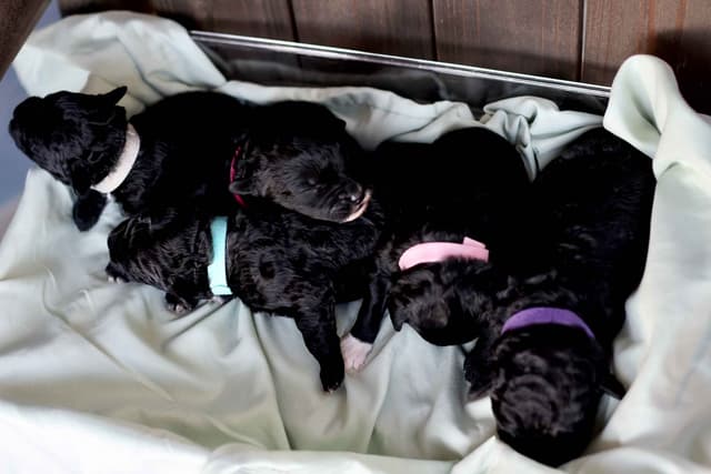 Portuguese Water Dog Puppies Born 3/18, Available May 2026 media 17