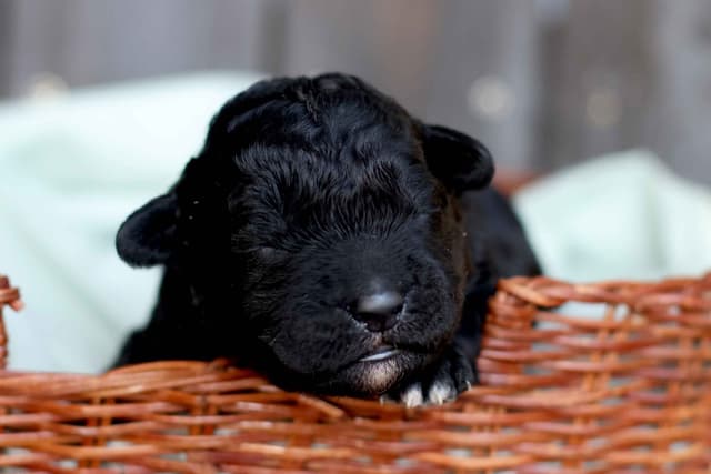 Portuguese Water Dog Puppies Born 3/18, Available May 2026 media 19