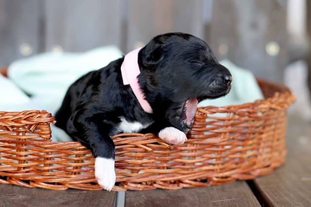 Portuguese Water Dog Puppies Born 3/18, Available May 2026 media 20