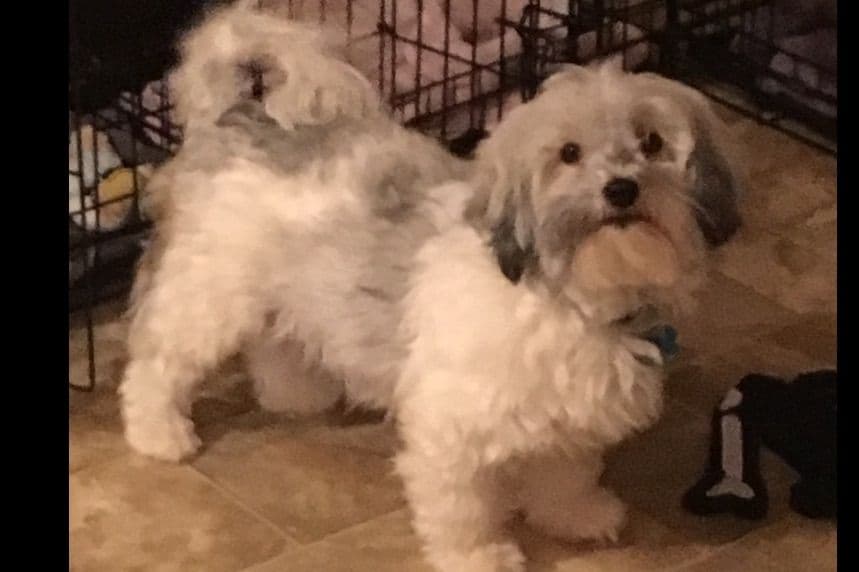 Havanese Puppies breeder image 2