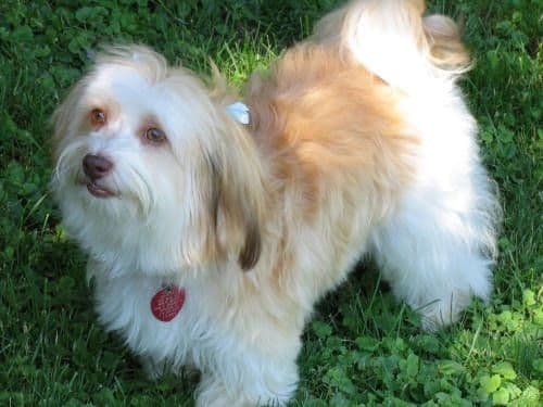 Havanese Puppies breeder image 4
