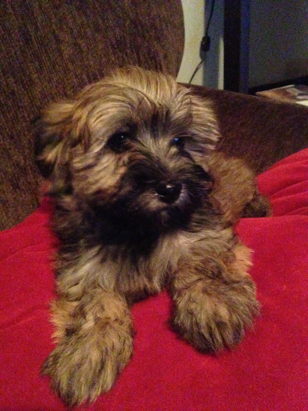Havanese Puppies breeder image 5