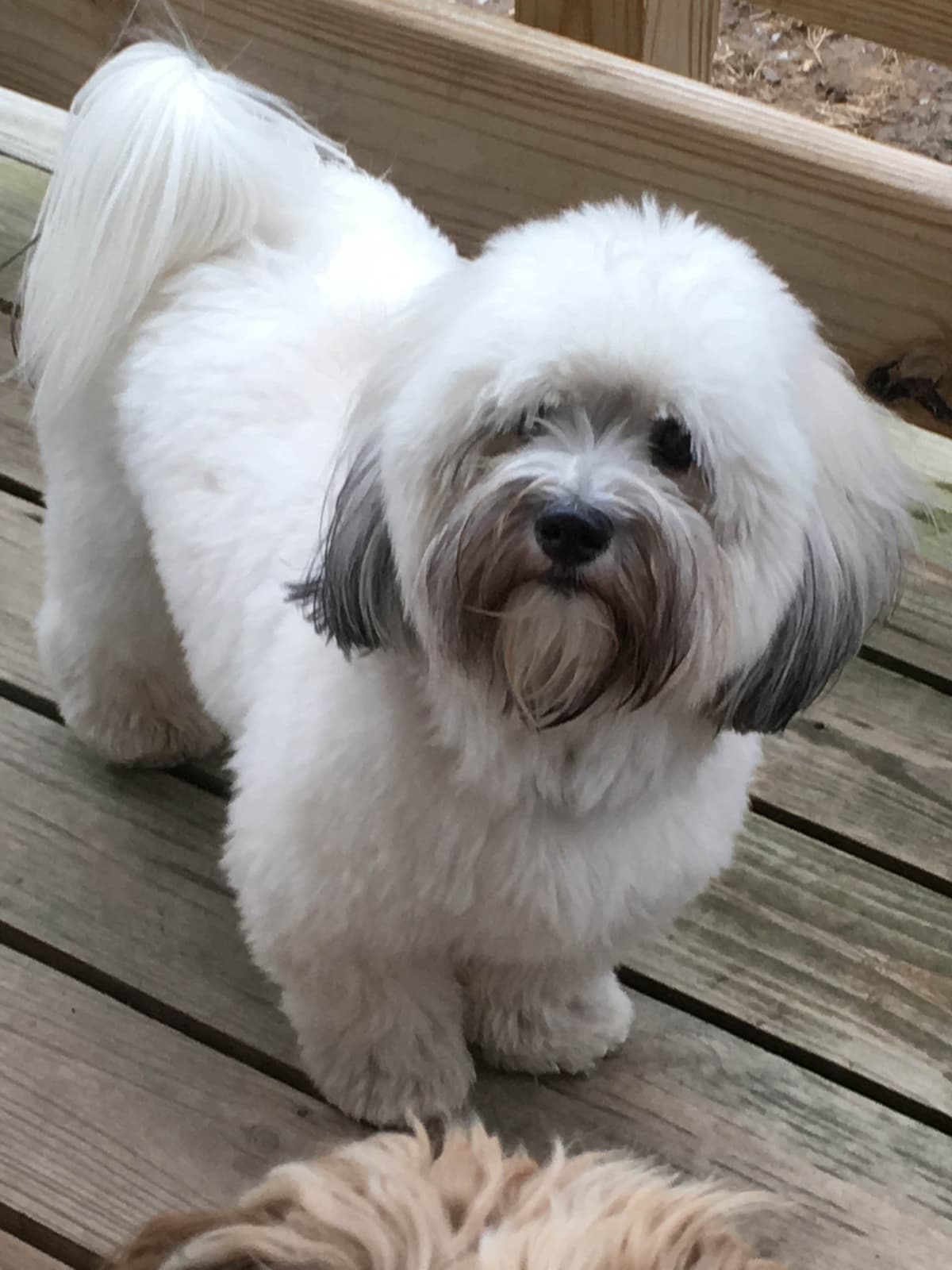 Havanese Puppies breeder image 6