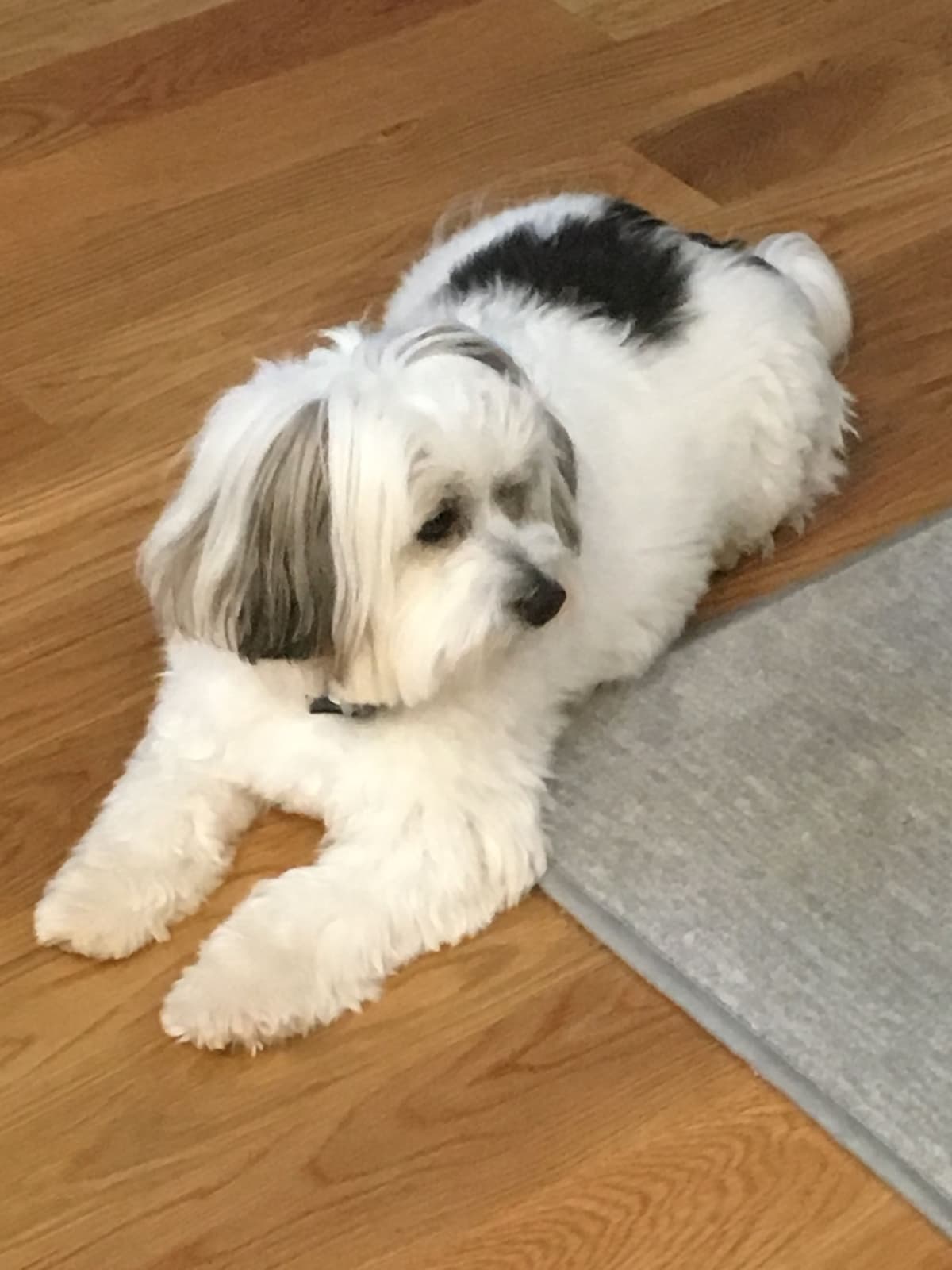Havanese Puppies breeder image 8