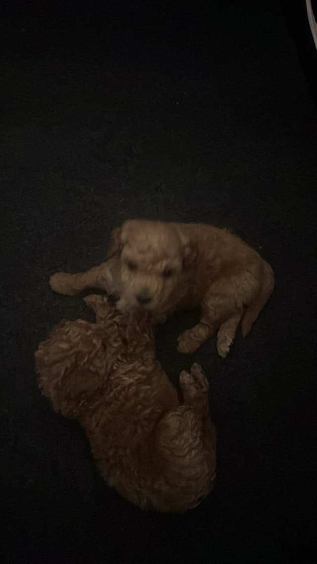 Poodle Puppies media 7
