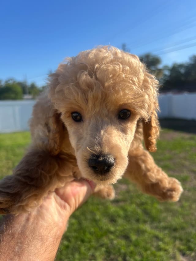 Poodle Puppies media 2