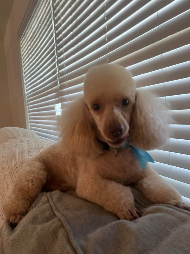 Poodle Puppies media 8