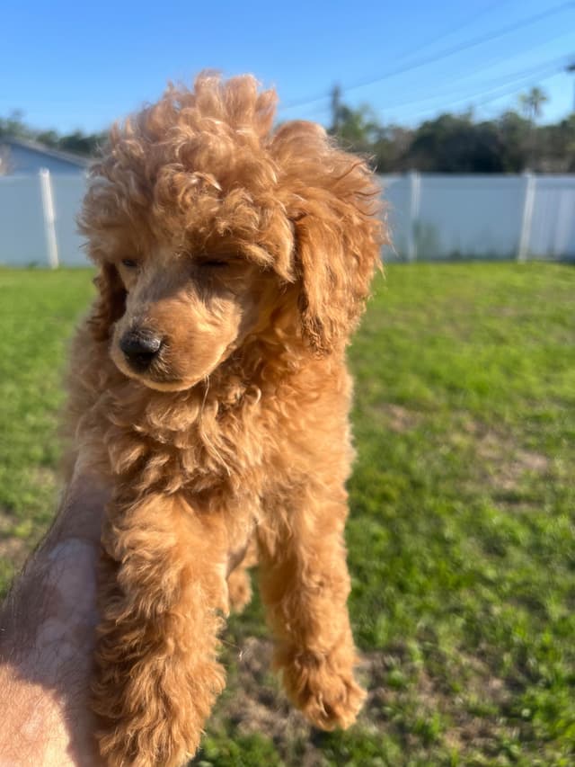 Poodle Puppies media 3