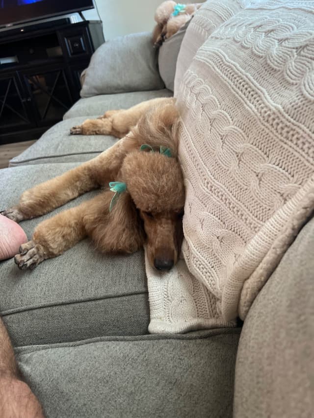 Poodle Puppies media 6