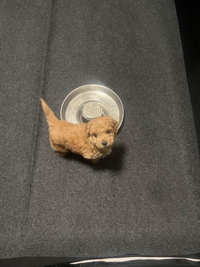 Poodle Puppies media 5