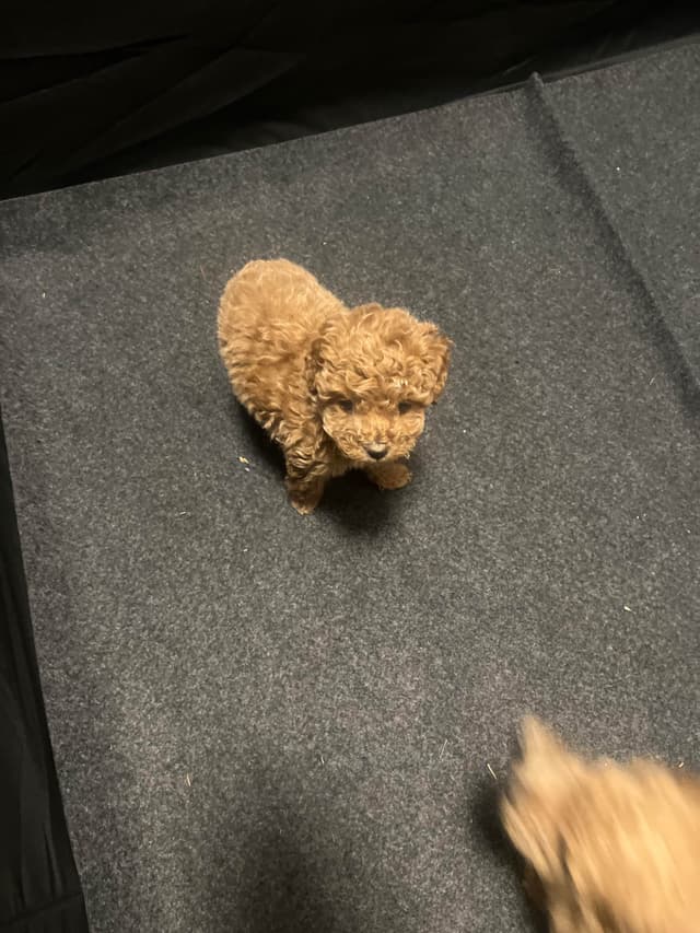 Poodle Puppies media 4