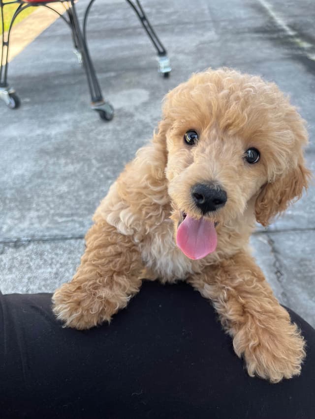 Poodle Puppies media 9