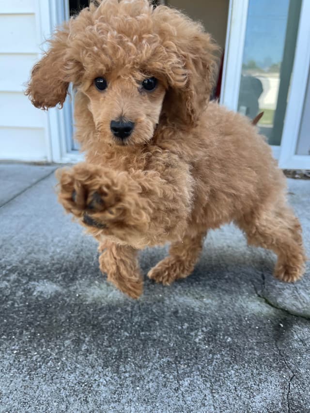 Poodle Puppies media 10