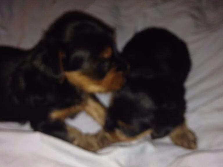 Yorkshire Terrier Puppies (small) breeder image 9