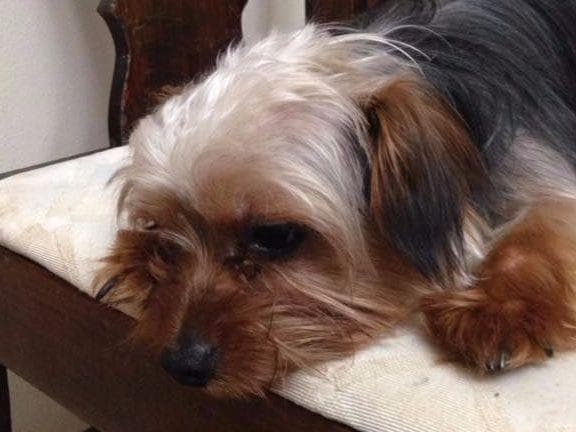 Yorkshire Terrier Puppies (small) breeder image 7