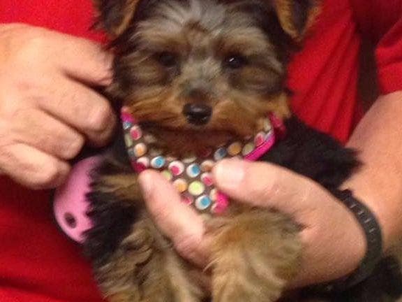 Yorkshire Terrier Puppies (small) breeder image 6