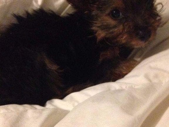 Yorkshire Terrier Puppies (small) breeder image 5