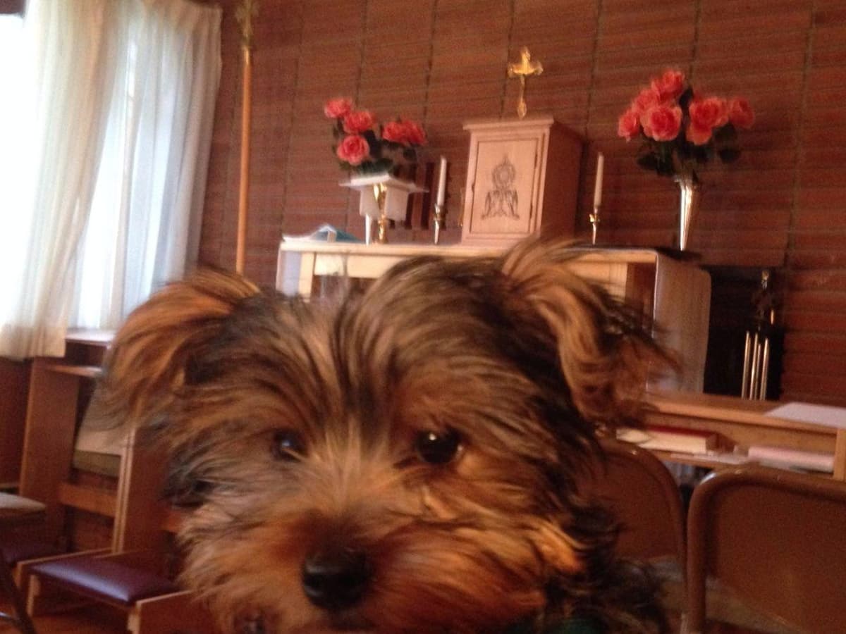 Yorkshire Terrier Puppies (small) breeder image 4