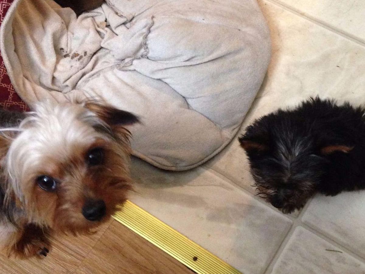 Yorkshire Terrier Puppies (small) breeder image 3