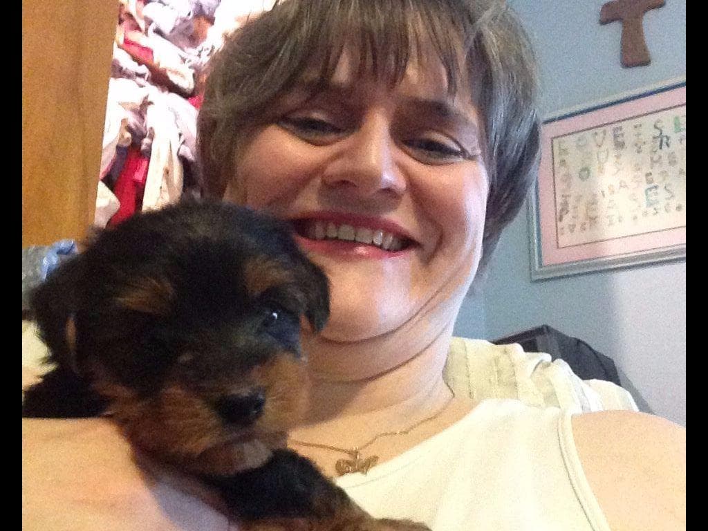 Yorkshire Terrier Puppies (small) breeder image 1