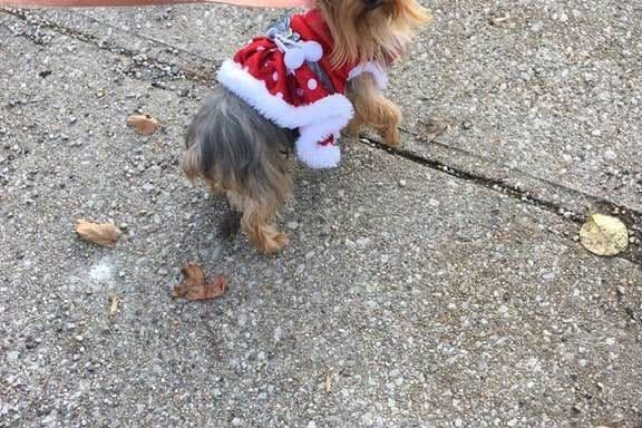 Yorkshire Terrier Puppies (small) breeder image 10