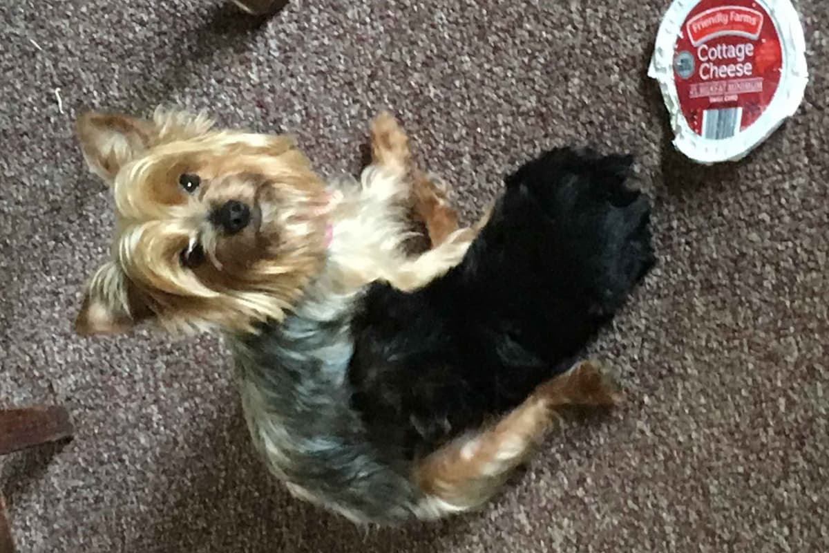 Yorkshire Terrier Puppies (small) breeder image 11