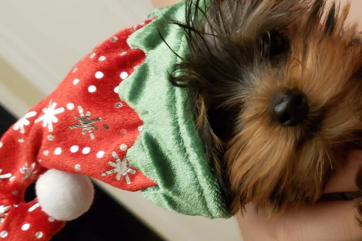 Yorkshire Terrier Puppies (small) breeder image 12