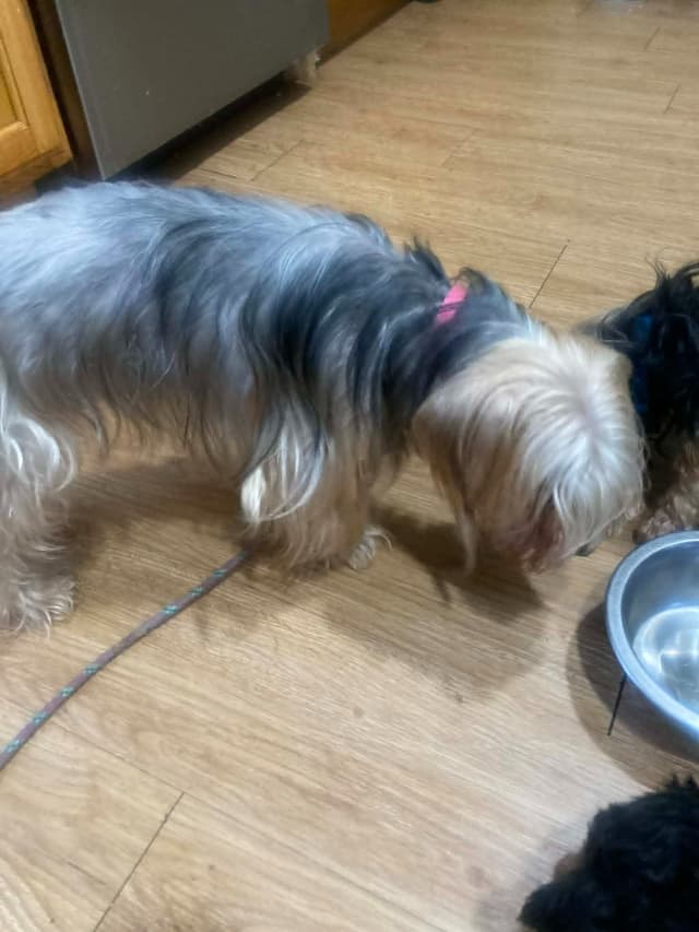 Yorkshire Terrier Puppies media 2