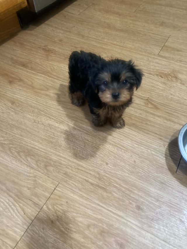 Yorkshire Terrier Puppies media 3