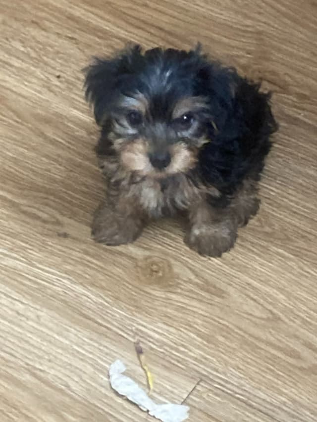 Yorkshire Terrier Puppies media 4