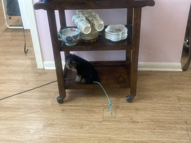 Yorkshire Terrier Puppies media 5