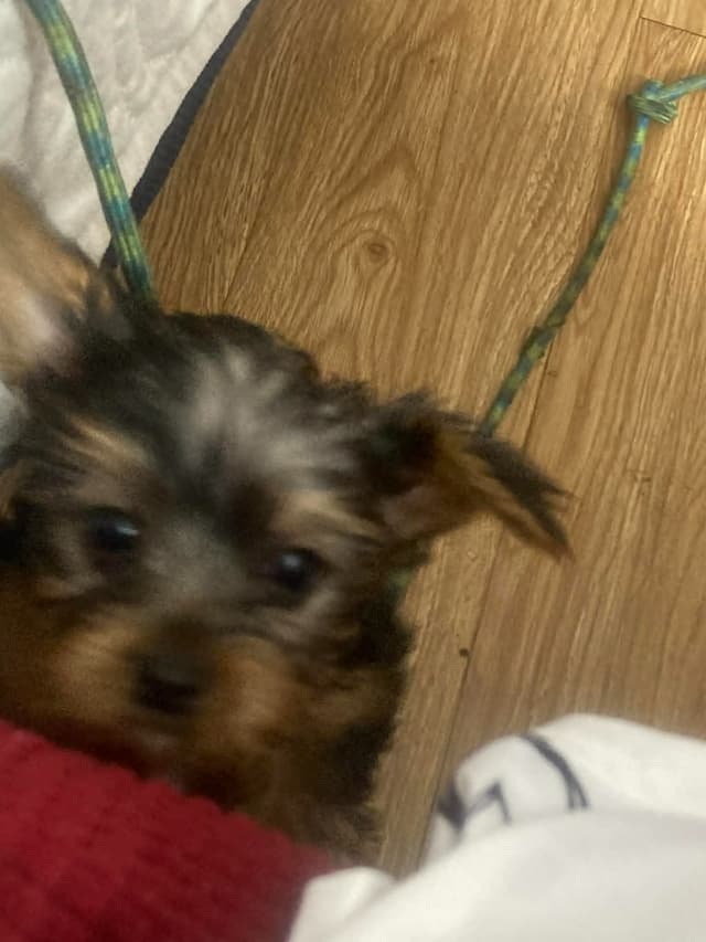 Yorkshire Terrier Puppies media 6