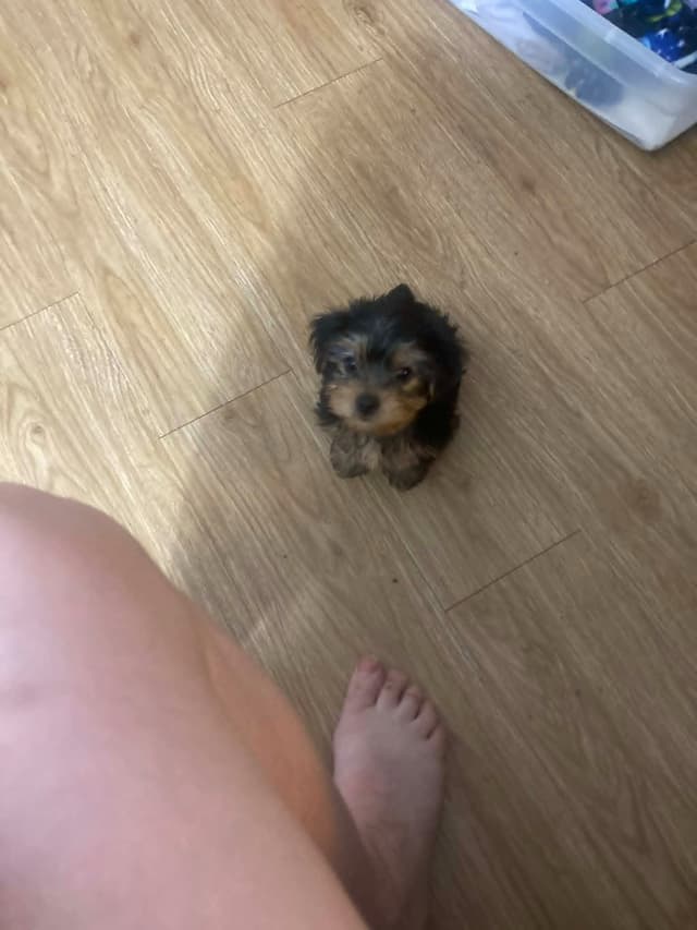 Yorkshire Terrier Puppies media 7
