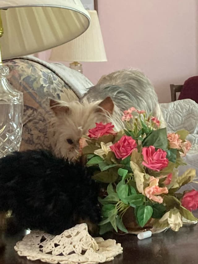 Yorkshire Terrier Puppies (small) media 3